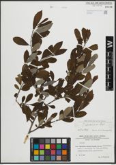 Foto von Salix atrocinerea Brot.
